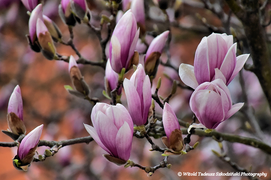 Pierwsze magnolie wiosny 2022 już rozkwitły