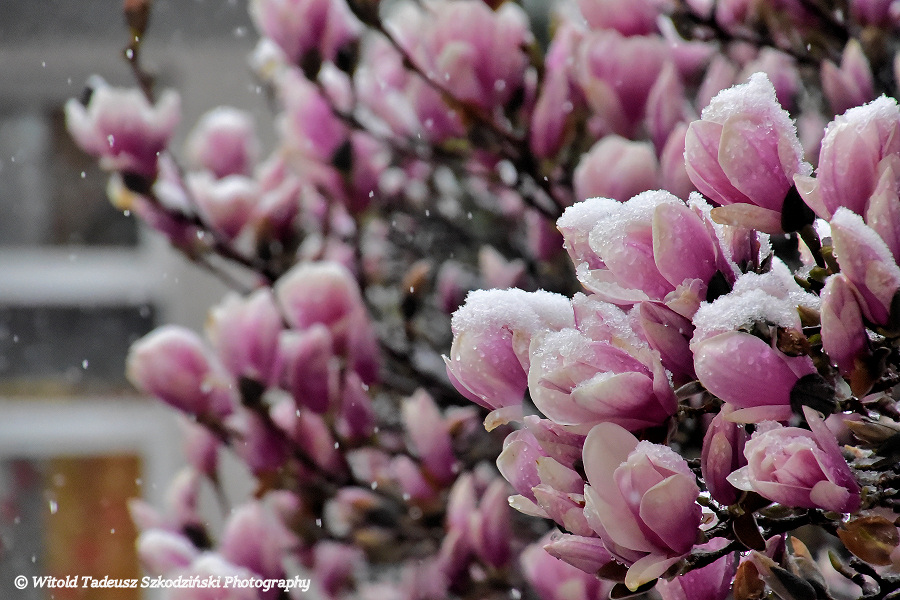 Kwiecień-plecień, czyli magnolie I LO znowu w śniegu